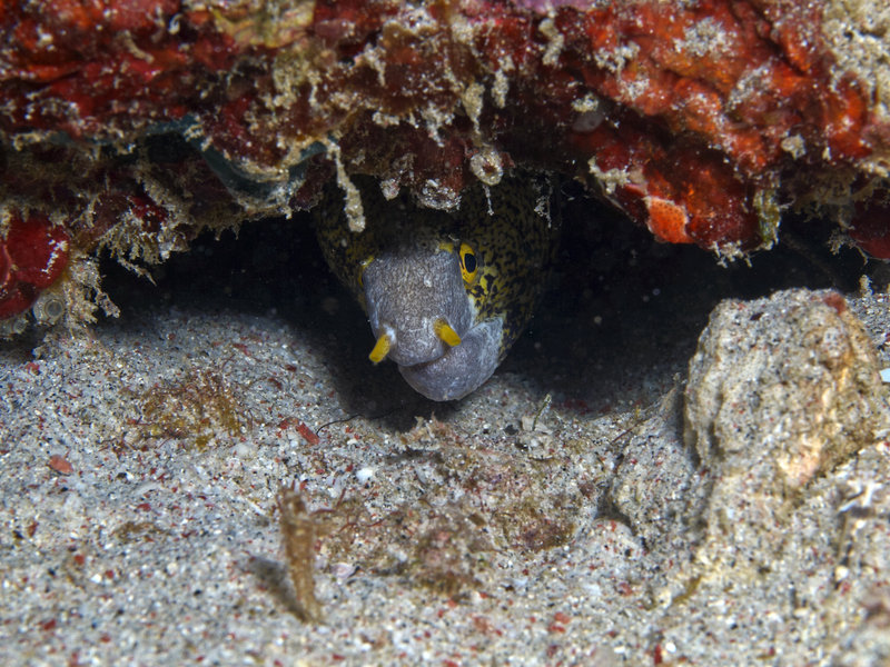 Moray eel, Sabang Wreck